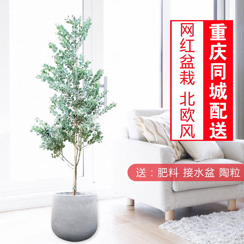合欢/银叶合欢/金合欢/似尤加利盆栽/网红植物花卉/北欧风/重庆