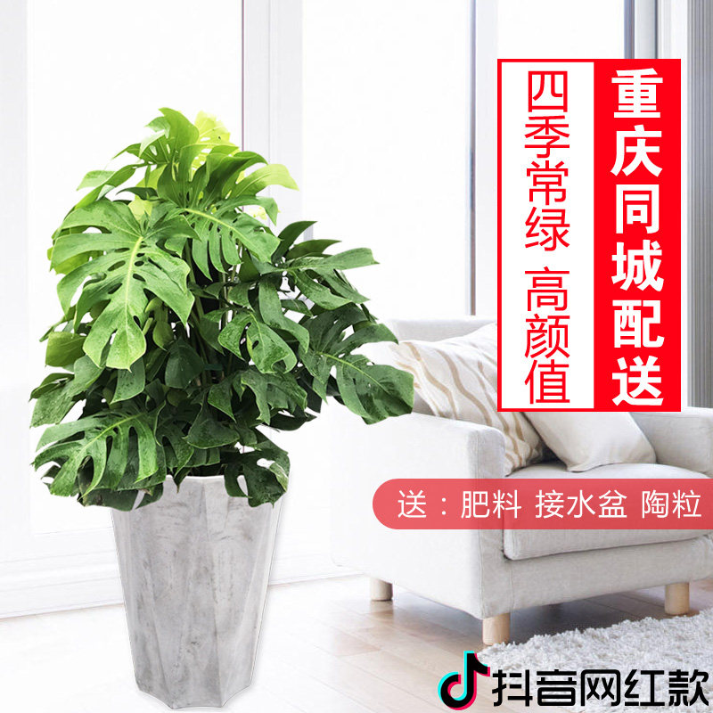 龟背竹/大型龟背叶/大株龟背竹/室内外网红植物/名宿北欧风/重庆
