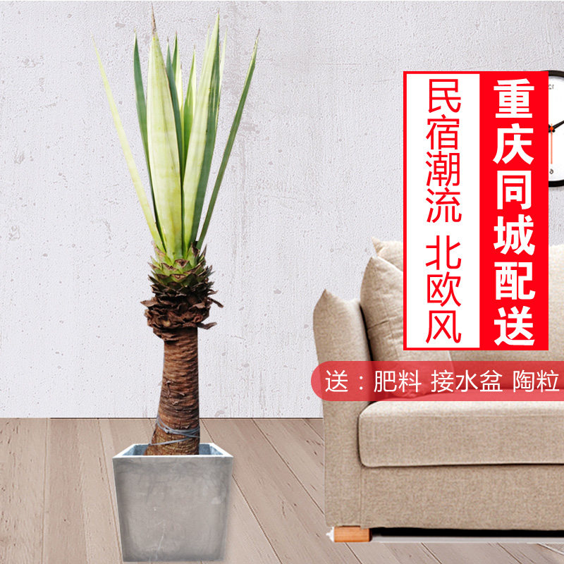 剑麻盆栽网红花卉植物庭院绿植