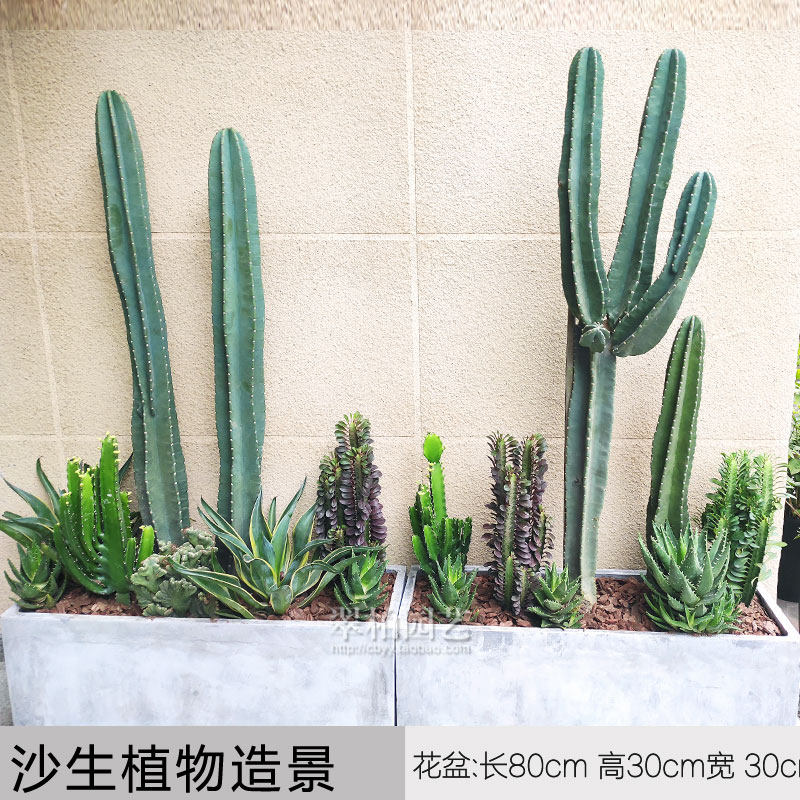 沙生植物/量天尺/龙骨/三角大戟/