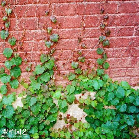 爬山虎/巴壁虎/爬藤植物/攀缘花卉/花园庭院爬墙植物/室外植物