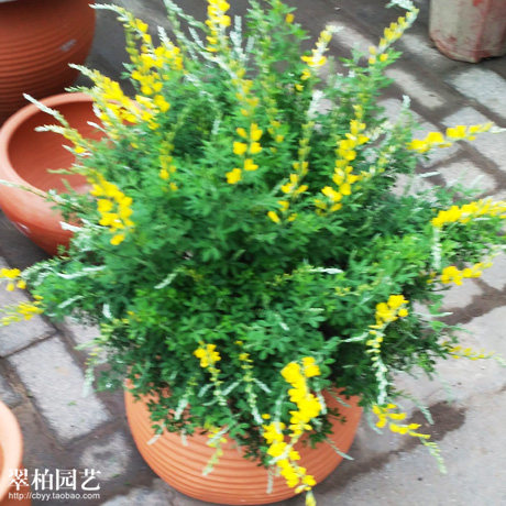 金雀/黄金雀/金雀梅盆栽/精品室外植物/阳台花卉/开花绿植盆栽