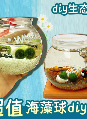 海藻球生态瓶diy材料marimo微景观生态办公室水培植物绿球藻摆件