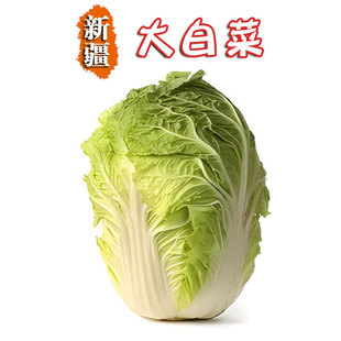 新疆白菜天山大白菜白菜农家种植新鲜蔬菜