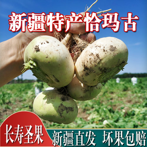 新疆阿克苏柯坪新鲜恰玛古蔓菁芜菁诸葛菜碱性食物当季3斤5斤包邮