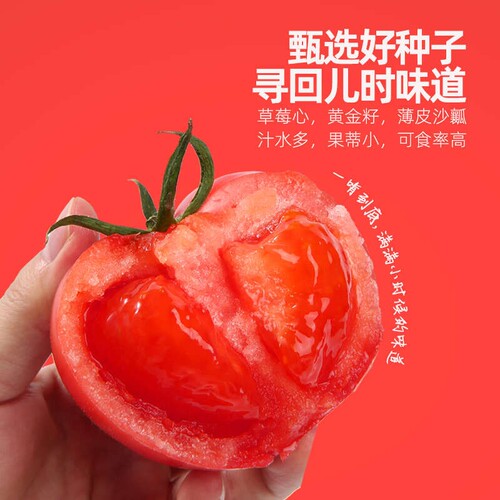 陕西普罗旺斯自然熟新鲜西红柿