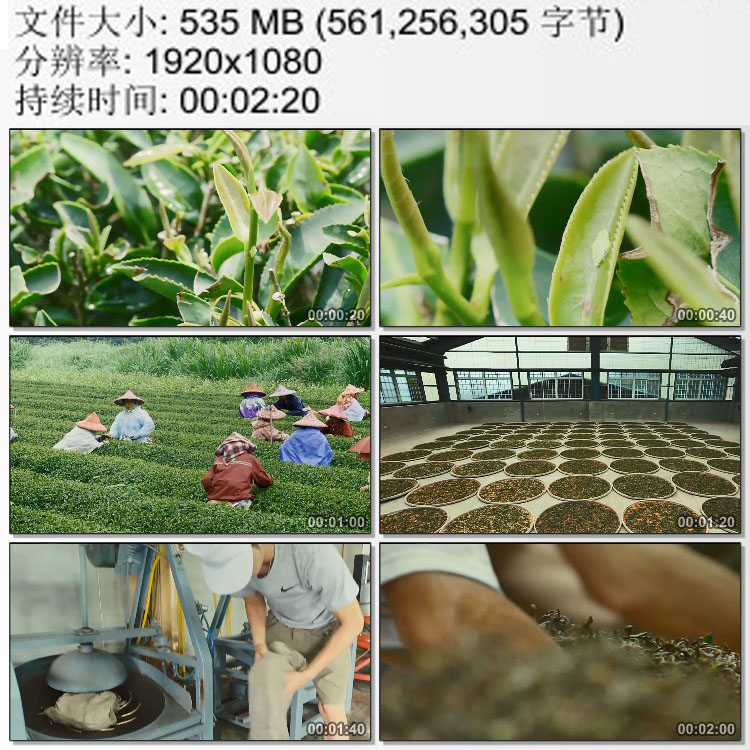 台湾特产东方美人茶茶农茶园采茶小绿叶蝉电动高清视频素材