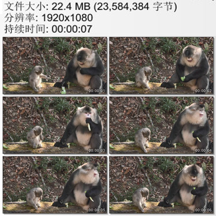 滇金丝猴宝宝和妈妈在吃食 实拍视频素材