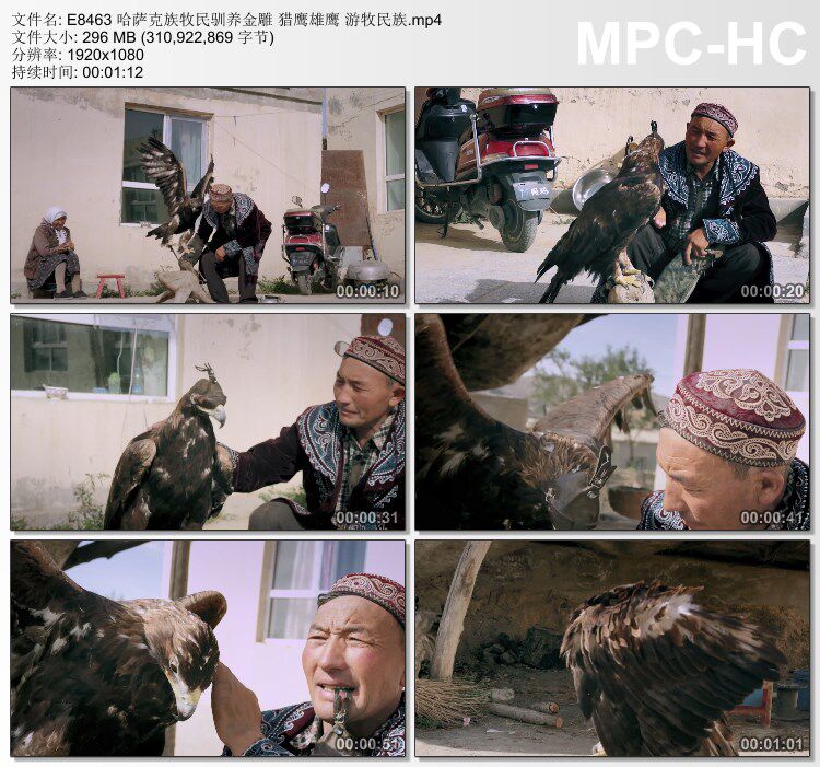 哈萨克族牧民驯养金雕猎鹰雄鹰 游牧民族 动态视频素材