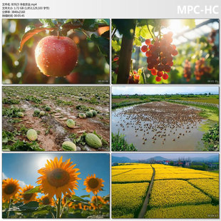 4k丰收农业田野风光农作物水果三农粮仓大米自然 LED背景视频素材