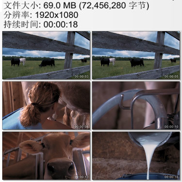 美国牧场 奶牛场挤奶女工 高清实拍视频素材