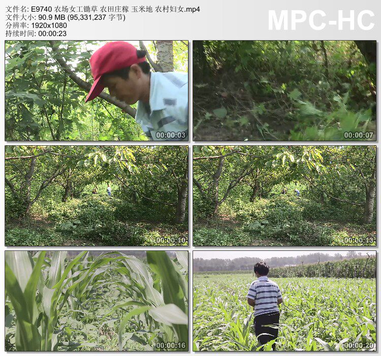 农场女工锄草农田庄稼玉米地 农村妇女 高清实拍视频素材