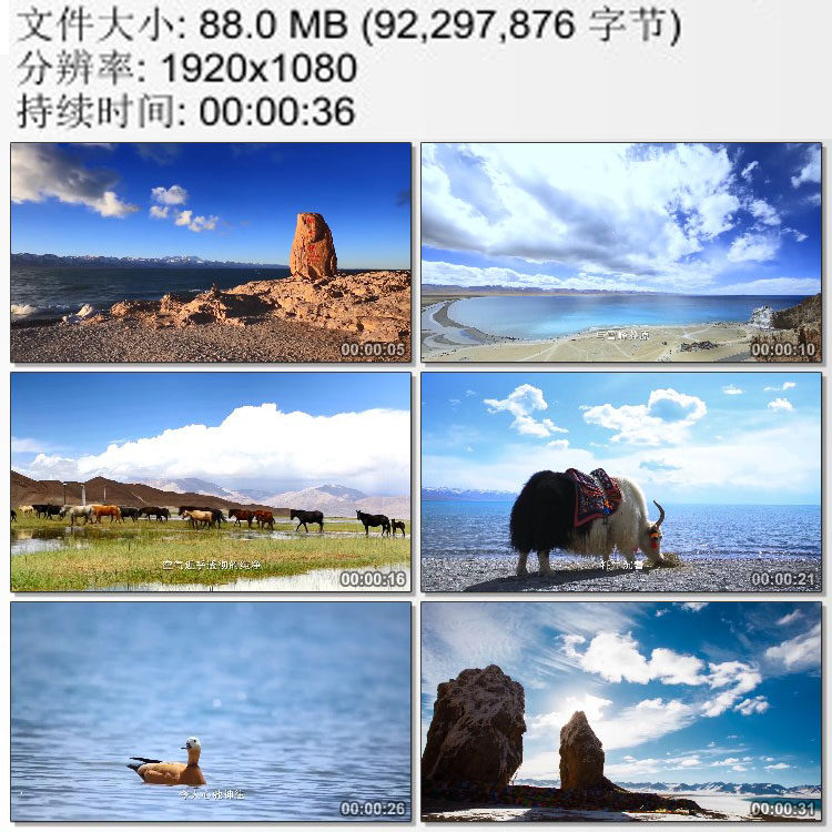 西藏圣湖纳木错咸水湖 纯净空气一望无际班戈草原骏马牦 视频素材
