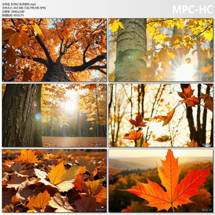 4k秋天树叶落叶枫叶树林阳光叶子森林植物自然AIGC背景视频素材