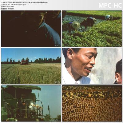 改革开放农村生产生活 交公粮 粮食大丰收棉花种植 历史视频素材