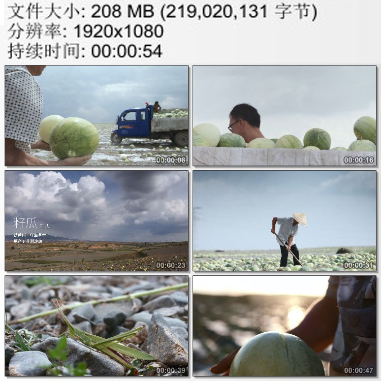 西北干旱地区砂石地上的西瓜田 农民采收籽瓜打瓜 实拍视频素材