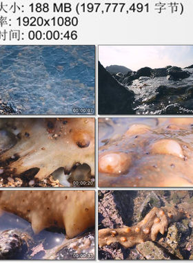 海滨海潮鹅卵石午后退潮海参露出水面 海参养殖 实拍视频素材