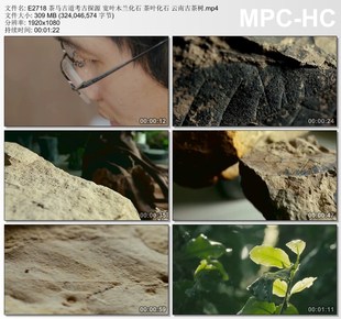 茶马古道考古探源宽叶木兰化石茶叶化石 云南古茶树高清视频素材