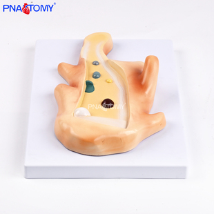 变形虫放大解剖模型伪足食物泡伸缩泡细胞核结构展原生生物教教具