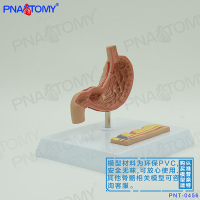 人体内脏器官解剖胃模型肠胃结构教学医用消化内科消化系统专业