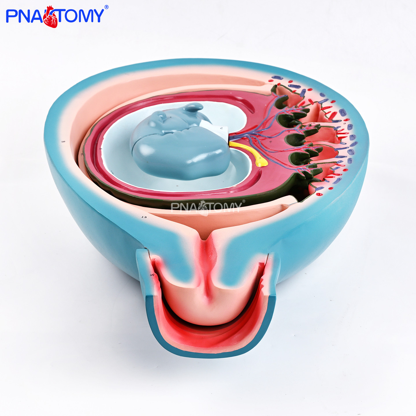 胎儿胎膜子宫关系3部件模型羊膜绒毛膜子宫壁妇产胚胎学生殖医学,文具电教/文化用品/商务用品,教学标本/模型,淘宝优惠券,粉丝福利购,淘宝优惠卷