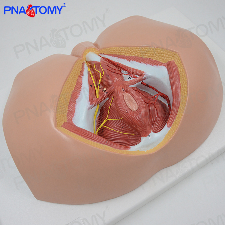 医学男性会阴神经血管p盆底肌解剖模型生殖泌尿男科肛肠科计生标