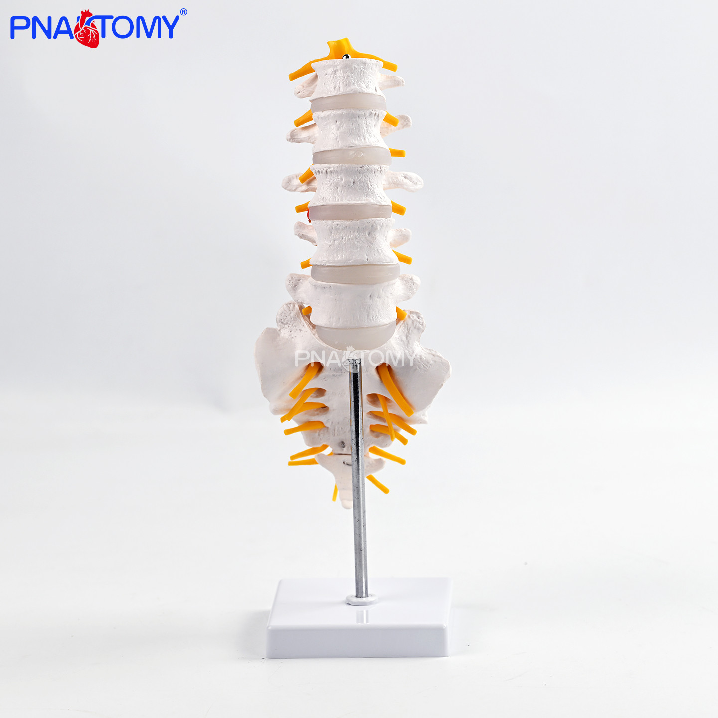 医用五节腰椎带骶骨可打开模型人体脊椎解剖教学具医学院实训器材,文具电教/文化用品/商务用品,教学标本/模型,淘宝优惠券,粉丝福利购,淘宝优惠卷