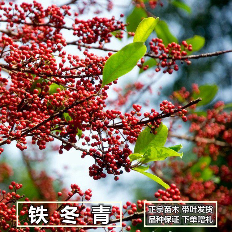 万紫千红铁冬青树苗 四季常青庭院绿化树珍贵药材白银香小苗盆栽