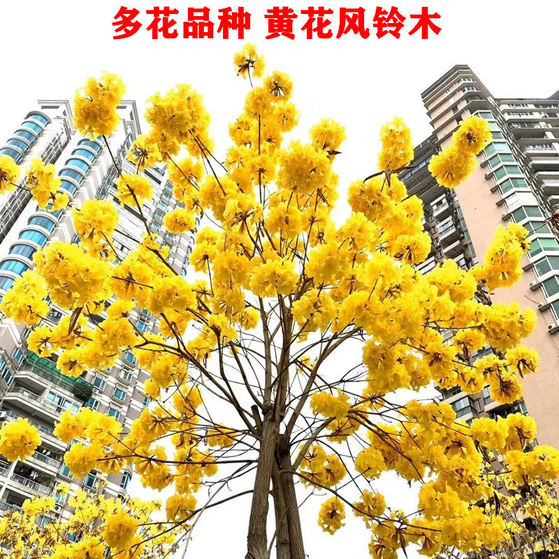 泰国黄花风铃木树苗 进口多花金花风铃木小苗别墅庭院公园风景树