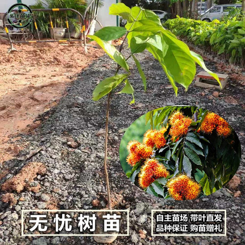 无忧花树苗火焰花盆地栽