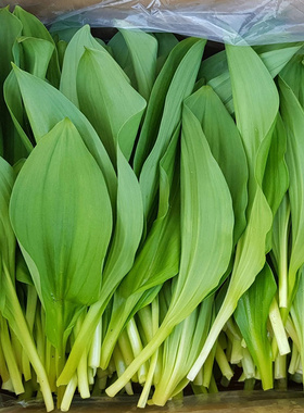 1kg新鲜采摘 山葱纯叶片 绿色山野菜  不含根茎 绿色无污染