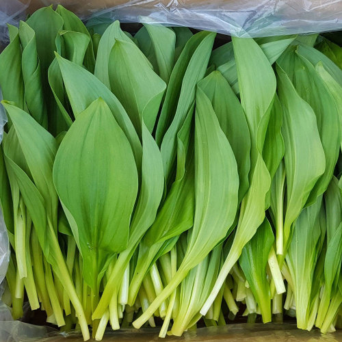 腌制山葱叶寒葱泡菜烤肉伴侣