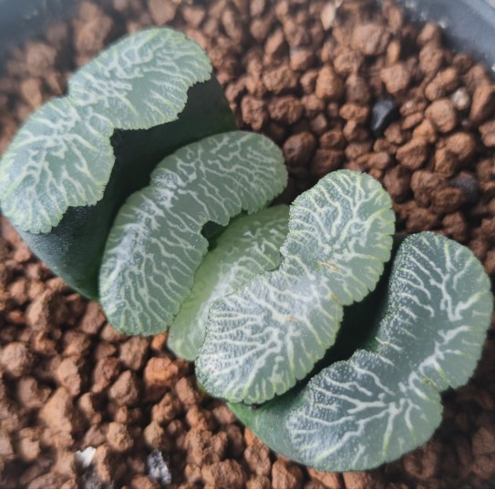 十二卷玉扇尼亚加拉厘米带盆土