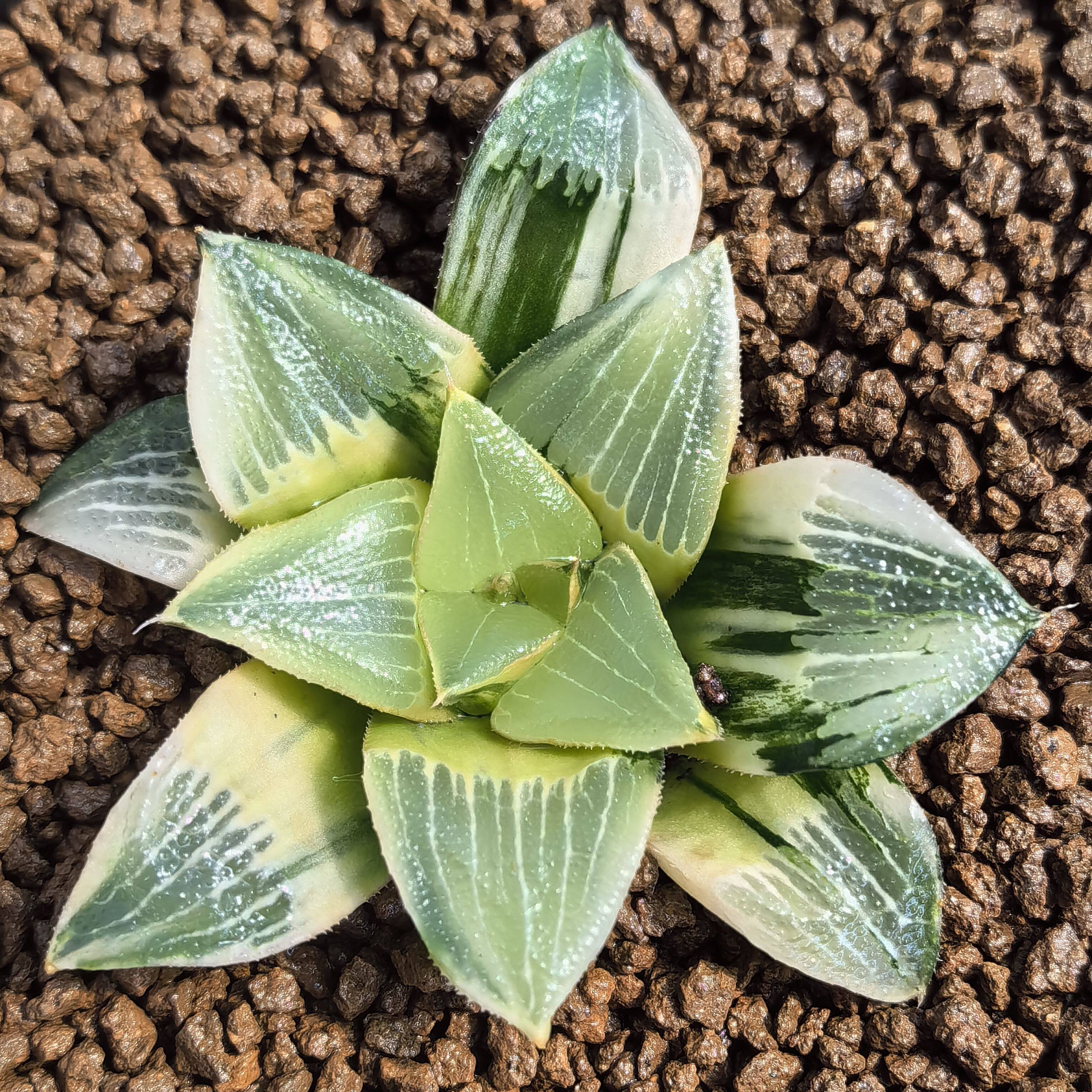 多肉植物十二卷裹般若实生锦6-7厘米,带原盆土发货,包邮.