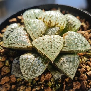 瓦苇十二卷白银黑白银8厘米，实物拍照，可带盆土发货包邮