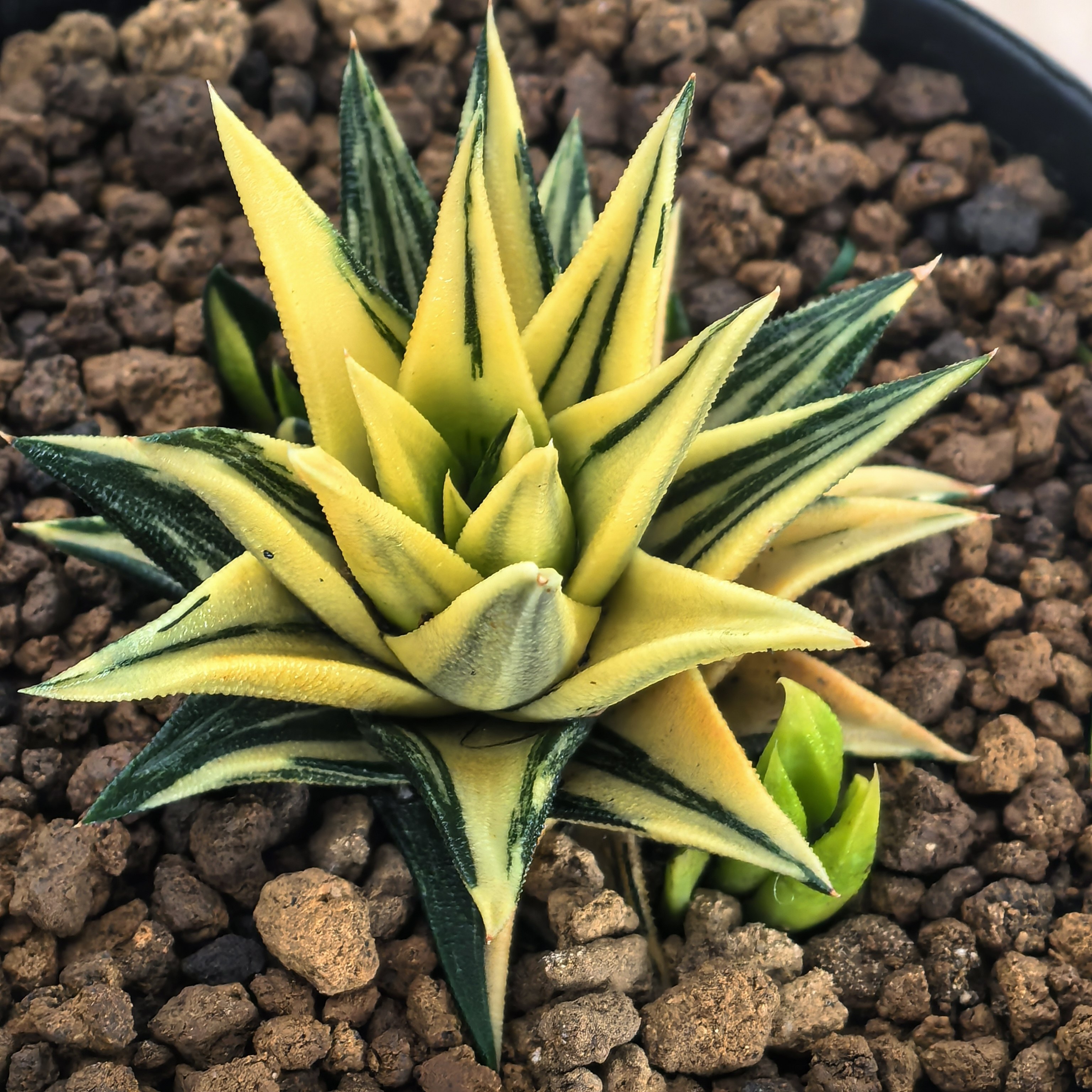 多肉植物十二卷硬叶象牙塔锦5-7厘米,带原盆土发货,包邮.