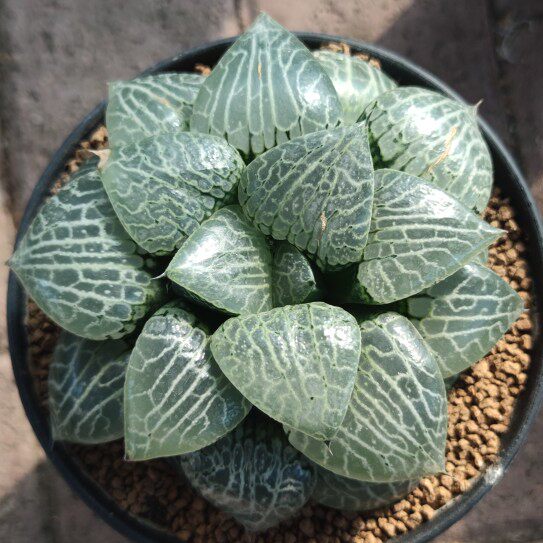 多肉植物十二卷水晶101康平寿10-12厘米，带原盆土发货，包邮。