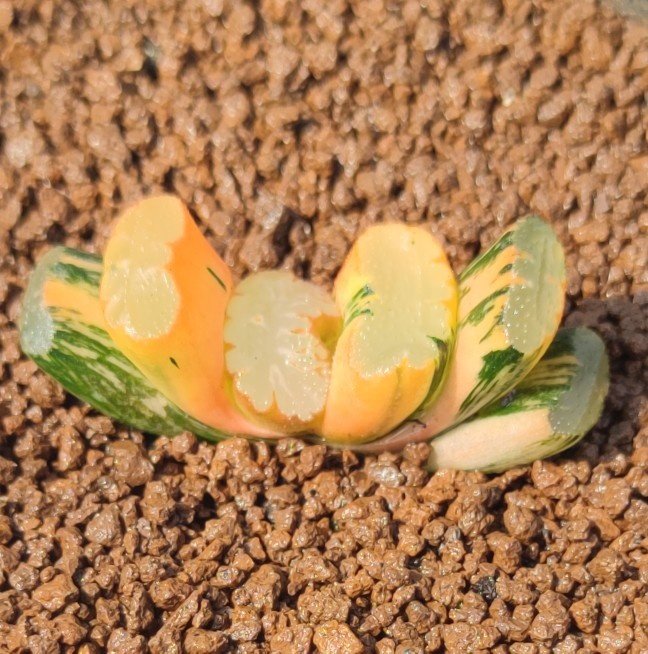 十二卷北斋玉扇锦4.5-5.5厘米,实物拍照,可选,带盆土包邮