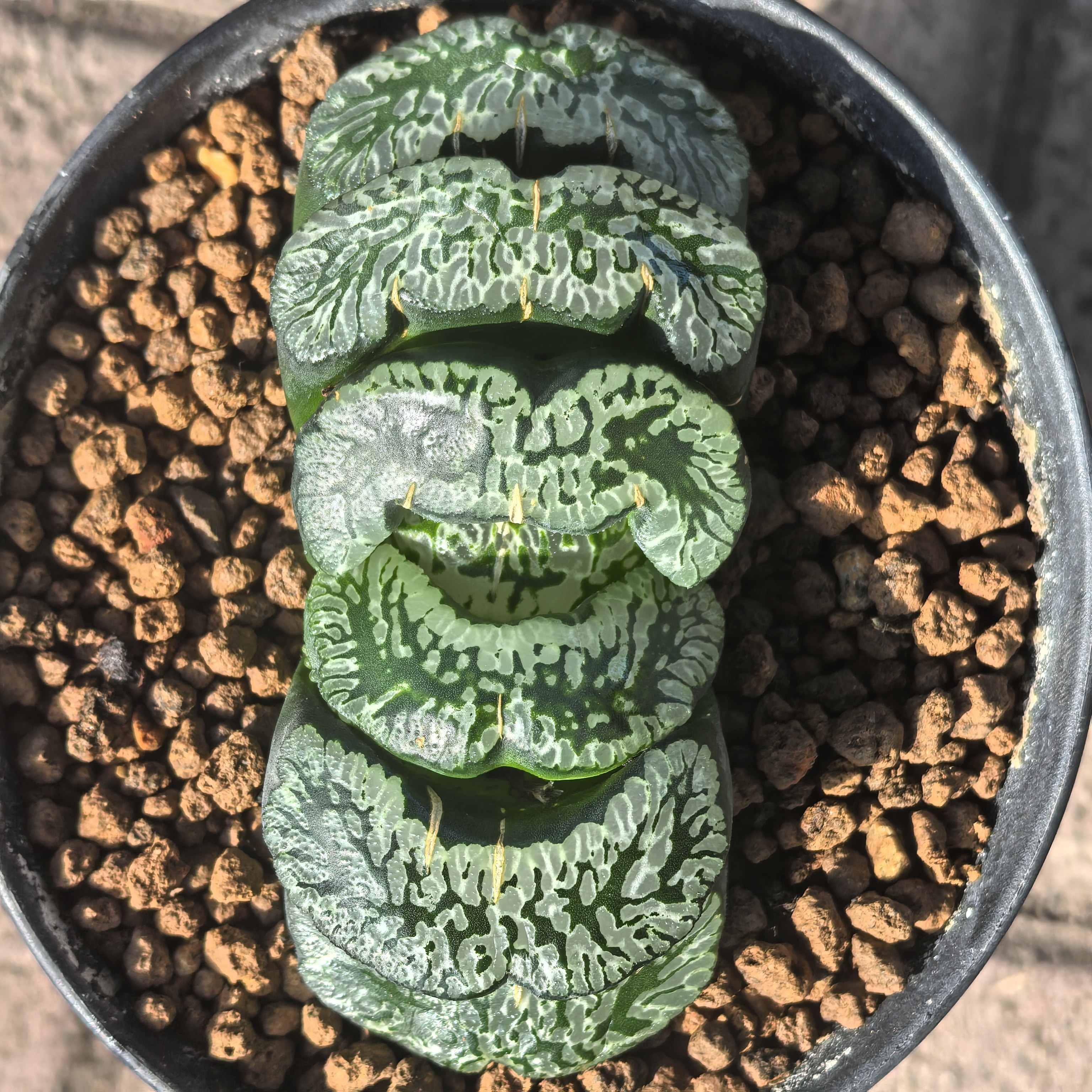 瓦苇十二卷玉扇玄武7