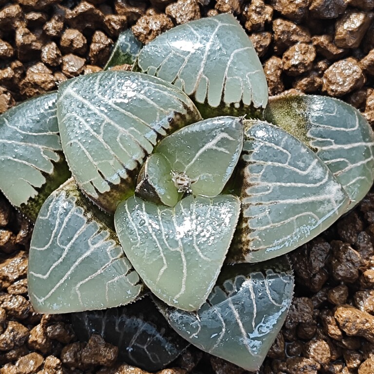 十二卷克里克特雅典娜6厘米,实物拍照,带盆土发货,包邮.