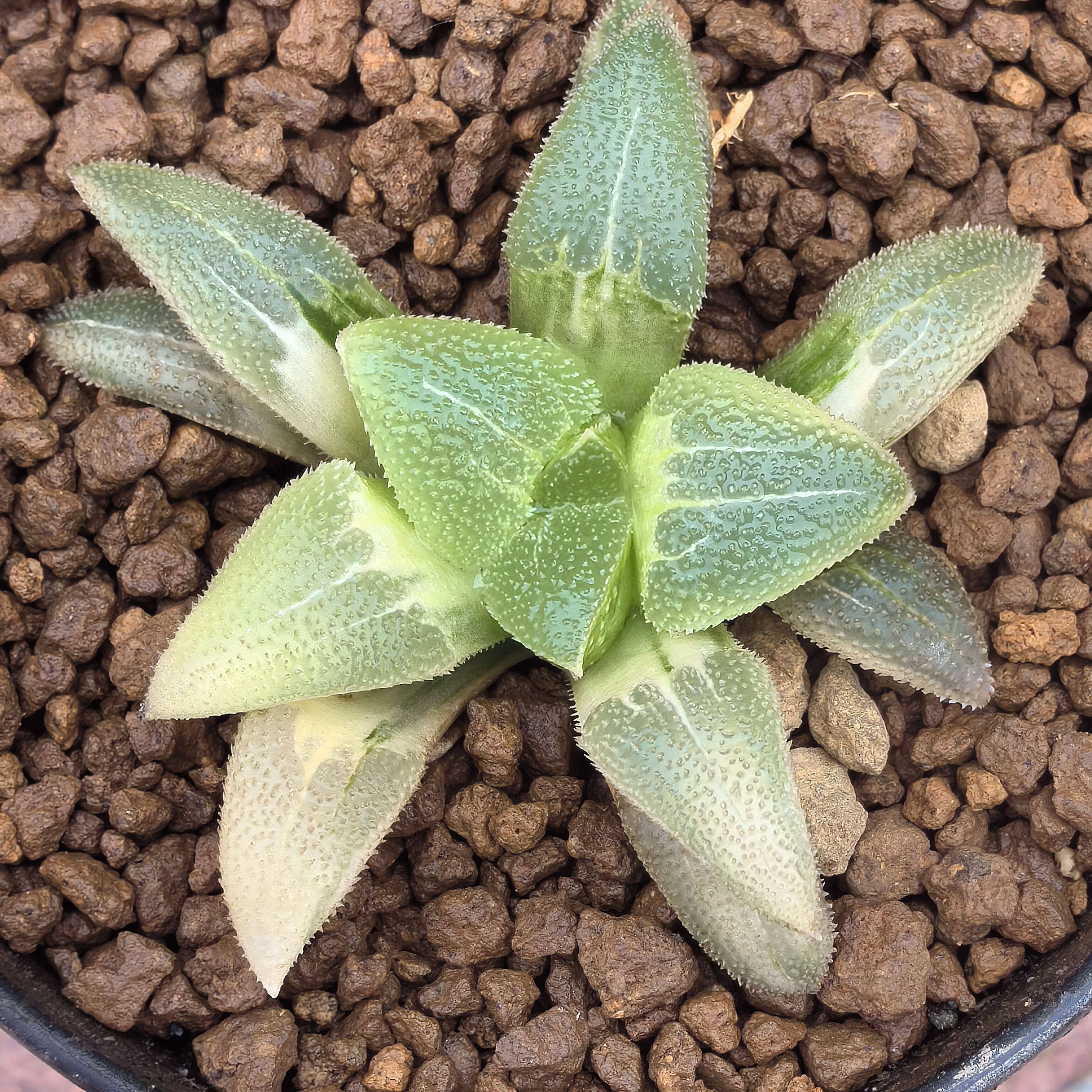 多肉植物十二卷蓝光磨面寿锦6-7厘米，带原盆土发货，包邮