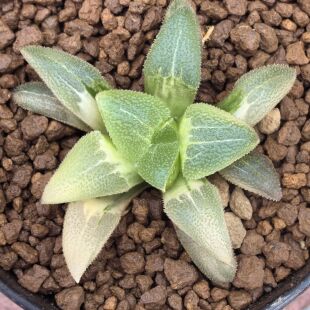 多肉植物十二卷蓝光磨面寿锦6-7厘米，带原盆土发货，包邮