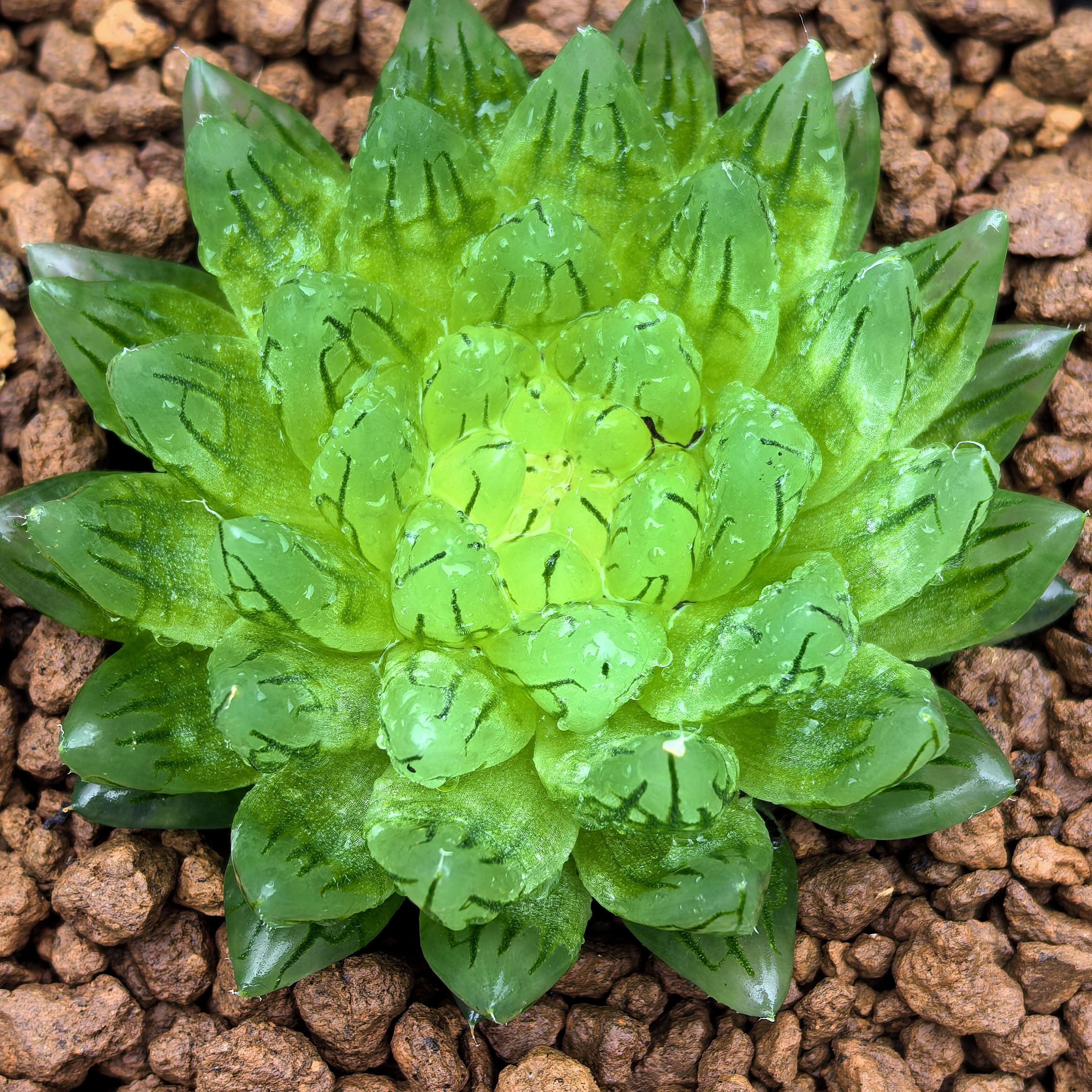 多肉植物十二卷樱水晶玉露变异5多肉植物