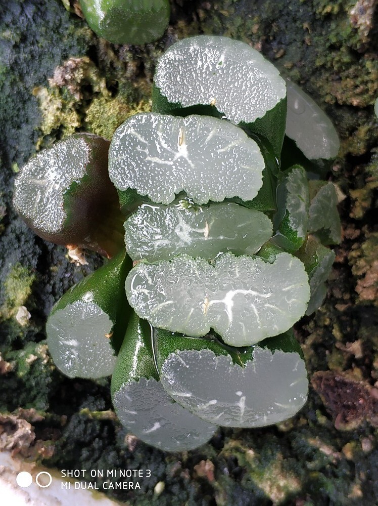 瓦苇十二卷美纹万象6厘米大一物一拍