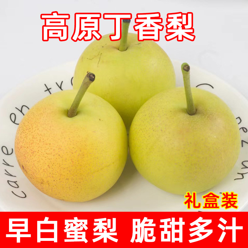 云南红河丁香梨迷梨谜梨香甜小蜜梨早白蜜梨子新鲜水果蜂糖梨