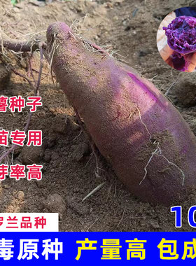 紫薯育苗种高产红薯种子