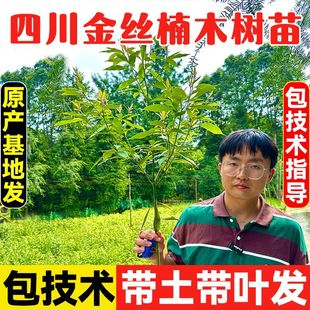 正宗四川金丝楠木树苗小叶桢楠树苗楠木树苗小叶金丝楠木名贵树
