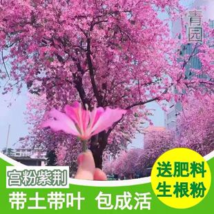 宫粉紫荆花紫荆树苗盆栽庭院别墅优良开花树苗品种耐寒绿植观景树