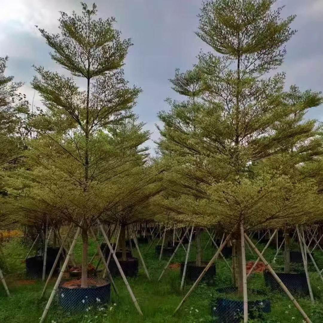 锦叶榄仁雨伞树雪花榄仁树遮阴公园别墅庭院风景行道绿化树苗