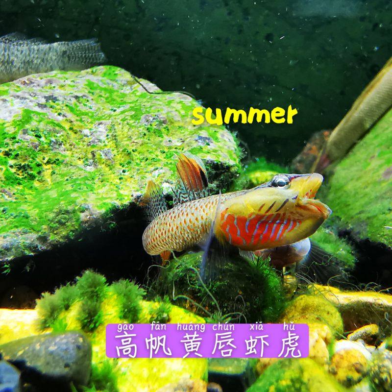 广西高帆黄唇越南黄唇吻虾虎边境黄唇原生鱼观赏鱼溪流鱼冷水鱼